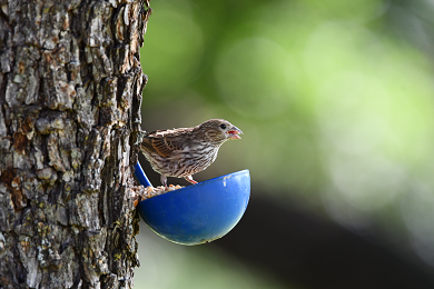 Bird feeder