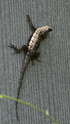 lizard