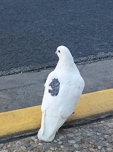 Pidgeon
