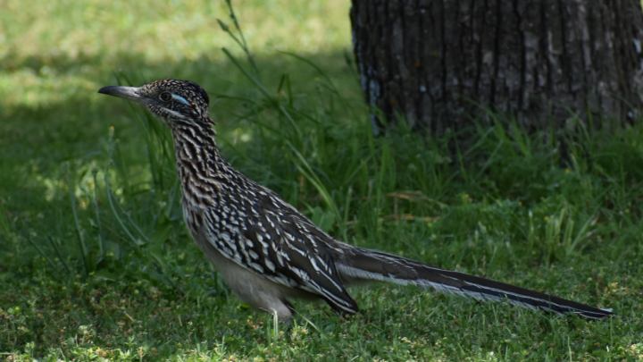 Road runner portrait