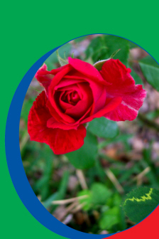 Rose with Nature's Signature