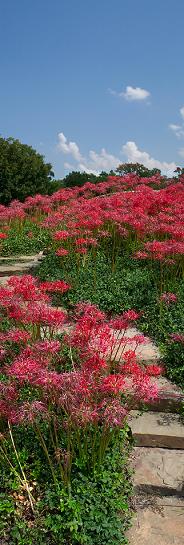 Spider lilies