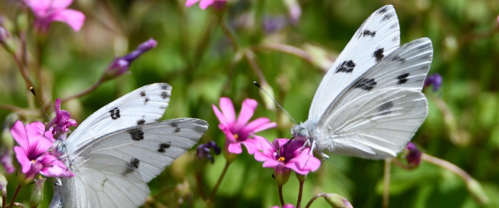 Butterflies