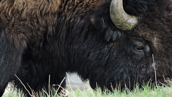 Buffalo near Old Faithful Inn, Yellowstone