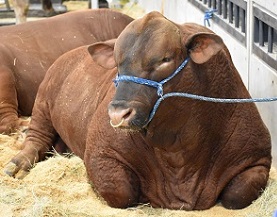 Prize Stockshow Bull