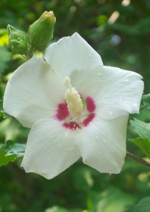 Red Heart Rose of Sharon