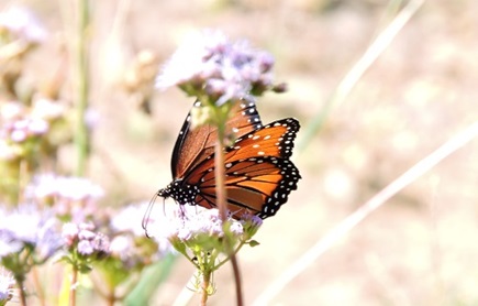 butterflies