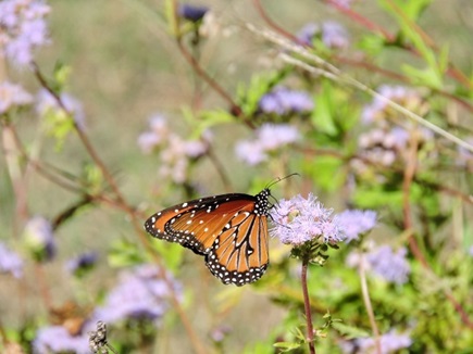 butterflies