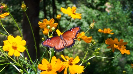 First butterfly